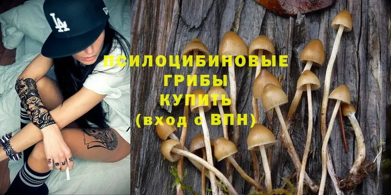 дарк нет официальный сайт  Рославль  Галлюциногенные грибы Psilocybe 